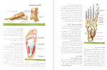 دانلود PDF کتاب آناتومی گری جلد دوم 📕-1