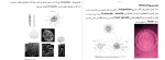 دانلود PDF جزوه مبانی جانورشناسی (پارت 1 و 2) 📕-1